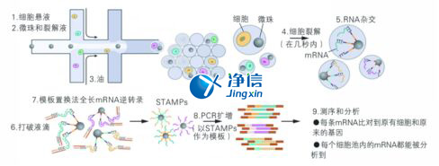 中國人自己的微流控單細胞測序儀來了！_微流控Drop-seq